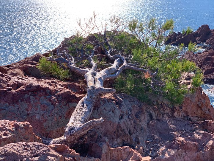 Pin couché sur la roche